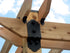 Ozco Building Products 56617 Laredo Sunset 2-inch Rafter Clips, Black (10 per Pack)