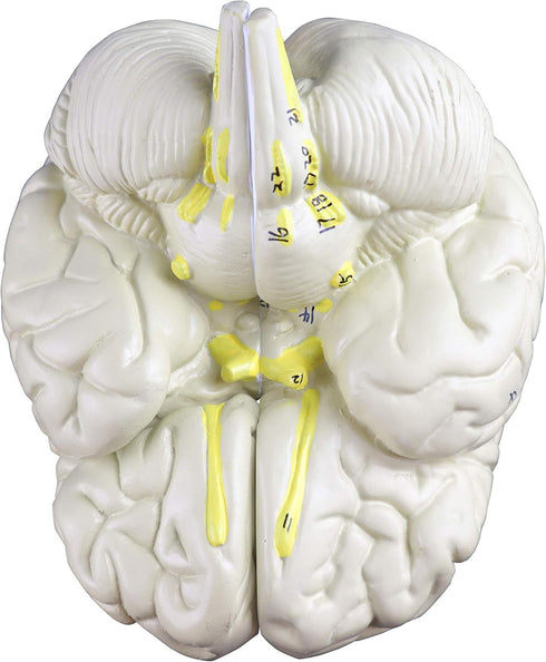 VAB401-3 Models-3 Vision Scientific Life Size Human Brain Parts | Shows Frontal, Parietal, Temporal & Occipital Lobes |