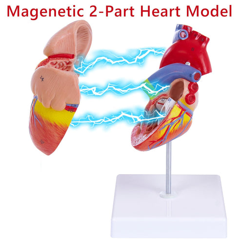 Ruiishunyy 2-Part 34 Human Heart Model for Anatomy - Life Size Medical Heart for Study - Anatomical Structures