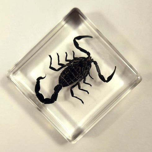 38mm Real Black Scorpion Preserved in Crystal Clear Lucite Resin Specimen for Biology Science Education & Crafts
