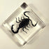 38mm Real Black Scorpion Preserved in Crystal Clear Lucite Resin Specimen for Biology Science Education & Crafts