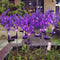 1 Pack Solar Lights Outdoor Waterproof Ground Inserted, Imitation Lavender Solar Garden