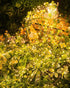 19.6Ft 240 8 Brightown Solar String Lights for Outside, LED Solar String Lights Outdoor Waterproof, Solar Fairy Lights