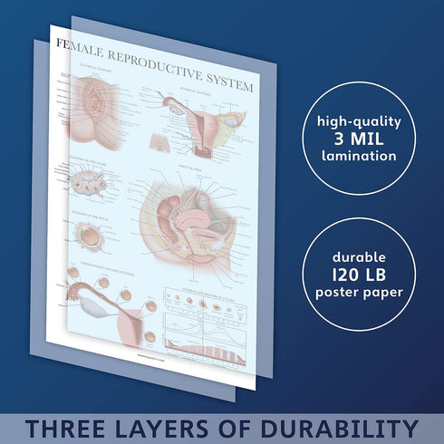 3 Pack 18" 24") Palace Learning - Female Reproductive System Anatomical Poster + Male Reproductive System + Pregnancy