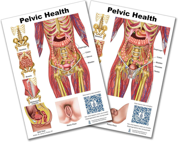 Blue Tree Publishing Pelvic Health and Pelvic floor Charts A4 size with