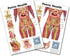 Blue Tree Publishing Pelvic Health and Pelvic floor Charts A4 size with