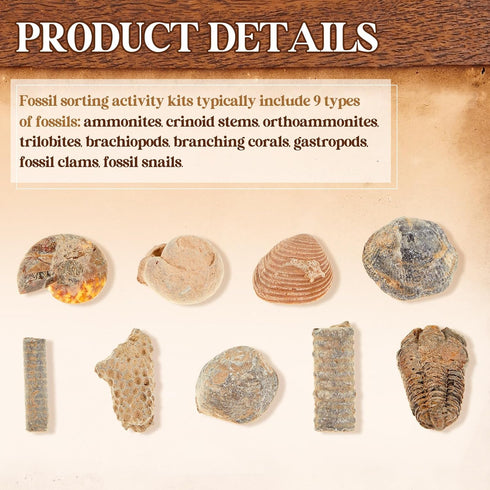 3 Lbs 9 Soulchen Fossil Sorting Kit Fossil Collection Sorting Activity Kit with Guidebook Different Varieties