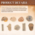 3 Lbs 9 Soulchen Fossil Sorting Kit Fossil Collection Sorting Activity Kit with Guidebook Different Varieties