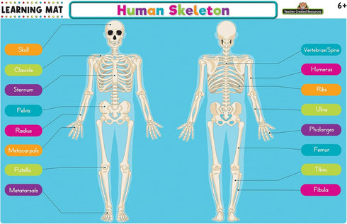 Teacher Created Resources (TCR21028) Human Skeleton Learning Mat