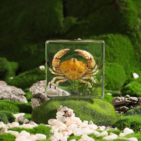 (3 3 1 inch) Taxidermy Crab, Real Crab Specimens Animal Specimen in Resin for Science Classroom Science Education