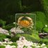 (3 3 1 inch) Taxidermy Crab, Real Crab Specimens Animal Specimen in Resin for Science Classroom Science Education