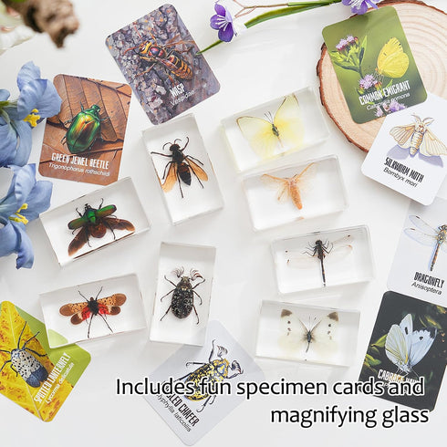 8 Pcs Real Insects in Resin Large Bug Collection Kit with Flying Insects, Butterflies Includes Specimen ID Cards