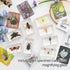 8 Pcs Real Insects in Resin Large Bug Collection Kit with Flying Insects, Butterflies Includes Specimen ID Cards