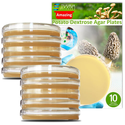 Evviva Sciences Potato Dextrose Agar Petri Dishes, Prepoured for Mushrooms, Home Test Kit, Science Fair