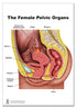 6.5x8inch Female reproductive Part Rubber matt Model, Female Genital Organ, Uterine Medical Teaching Anatomical