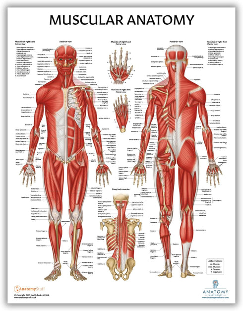 Anatomy Lab 4 PACK Muscular, Skeletal, Nervous Systems and Ligaments of the Joints Human Anatomy Poster Set, LAMINATED, Anatomy and Physiology Posters, 17.3 x 22.5 Inches, Body Systems Bundle, Made