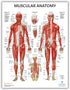 Anatomy Lab 3 PACK Human Anatomy Poster Set, Laminated Muscular, Skeletal, Nervous System Charts, 17.3 x 22.5 Inches