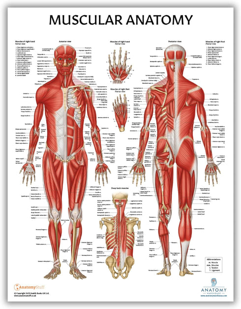 Anatomy Lab 4 PACK Muscular, Skeletal, Circulatory Systems and Spinal Nerves Human Anatomy Poster Set, LAMINATED, Anatomy and Physiology Posters, 17.3 x 22.5 Inches, Body System Charts Bundle, Made