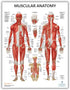Anatomy Lab 4 PACK Muscular, Skeletal, Circulatory Systems and Spinal Nerves Human Anatomy Poster Set, LAMINATED, Anatomy and Physiology Posters, 17.3 x 22.5 Inches, Body System Charts Bundle, Made