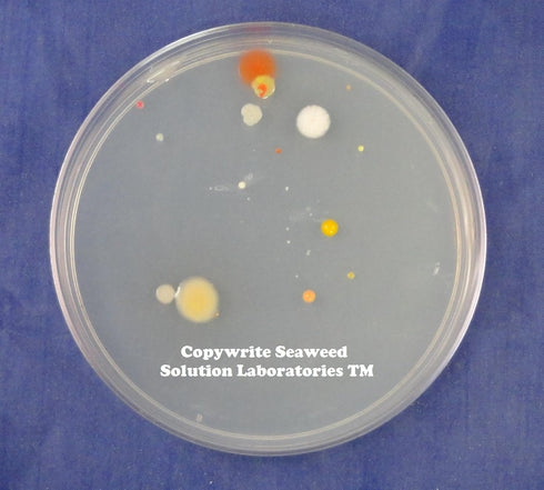 Nutrient Agar Kit, 20 Sterile Petri Dishes with Lids & 20 Sterile Cotton Swabs