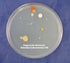 Nutrient Agar Kit, 20 Sterile Petri Dishes with Lids & 20 Sterile Cotton Swabs