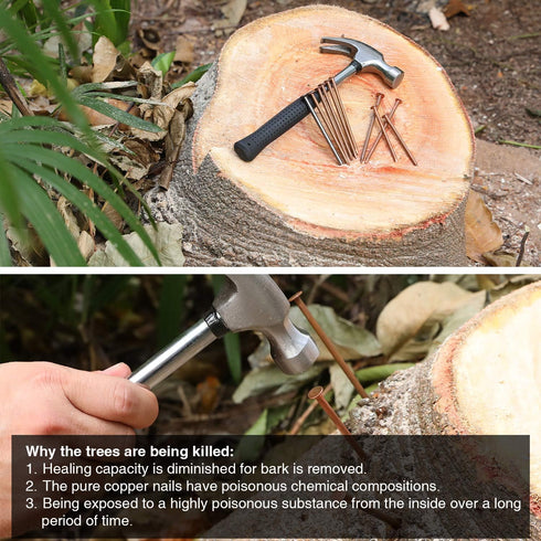 12 Pcs 4 Inch Long Copper Nails Spikes for Tree Killing, Stump Removal with 1 Pcs Steel Nails, Storage Box Included