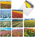 The Best Card Company - 20 Landscape Nature Note Cards Blank (4 x 5.12 Inch) - Super Blooms AM7175OCB-B2x10