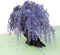 Paper Love 3D Wisteria Tree Pop-Up Cards - Gift for Birthday, Anniversary, Thank You, All Occasions - 5" x 7"