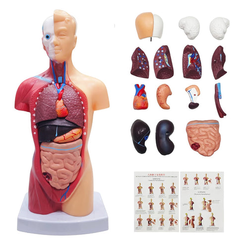 2026 New 11 inch Human Body Model for Kids, 15 Pcs Removable