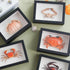 1st 6.6 4.6 Heaven Framed Real Crab Taxidermy Preserved Crab Specimen for Wall Art, Coastal Home Decor, or Educational