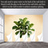 Agglomerix Custom Size Wall Murals Botanical Green Fiddle Leaf Fig Tree Minimalist Natural Plant Art SelfAdhesive Wall