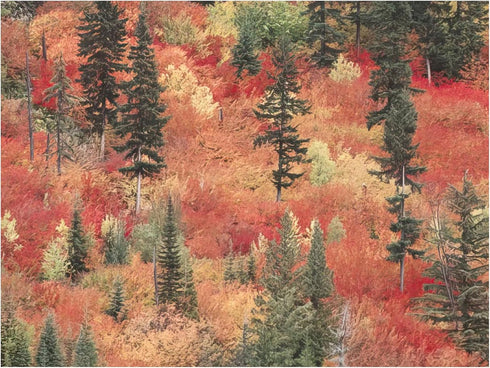 Blank Cards and Envelopes Set, Leanin' Tree, 5x7, 20 Note Cards with Stunning Pacific Northwest Photos