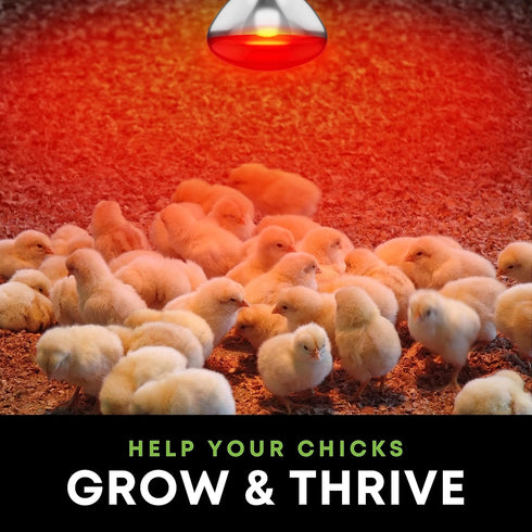 250 R40 Bulbs (2-Pack) Bulb 2,000 E26 120V W att Incandescent Light - Bathroom Infrared Heat Lamp for Chickens Chicks