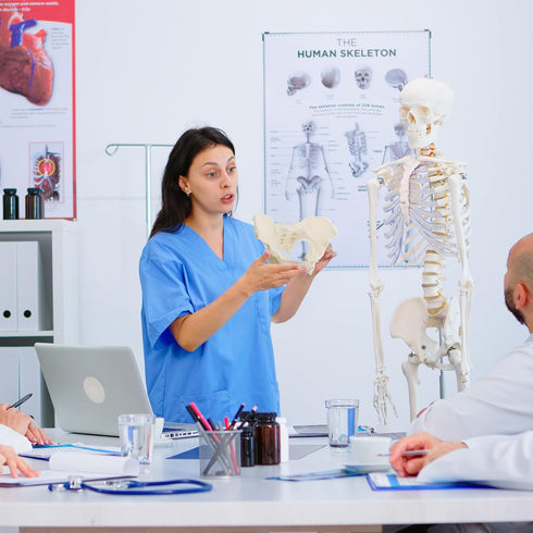MonMed Life-Size Female Pelvis Anatomy Model
