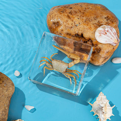 Hudirgo Taxidermy Fiddler Crab in Resin - Real Taxidermy Animals Have Unique Collection Significance, Oddities Gifts