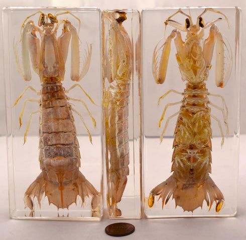 5.5" Real Mantis Shrimp in Crystal Clear Lucite Resin Specimen Preserved Oratosquilla Oratoria Sea Marine Animal