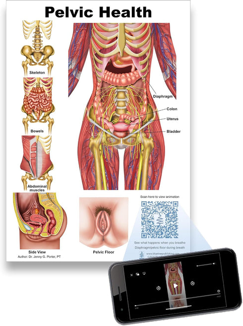 A4 Blue Tree Publishing Pelvic Health and Pelvic floor Charts size with interactive QR codes that link to animations