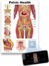 A4 Blue Tree Publishing Pelvic Health and Pelvic floor Charts size with interactive QR codes that link to animations