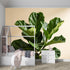 Yzpallescene Custom Size Wall Mural Green Fiddle Leaf Fig Botanical Tropical Plant Minimalist Nordic Style Removable
