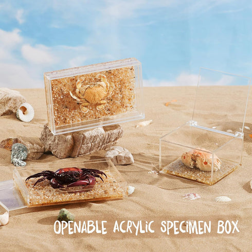 Real Crab Specimen in Acrylic Display Box Preserved Taxidermy for Marine Biology, Coastal Home Decor, and Nature Gift