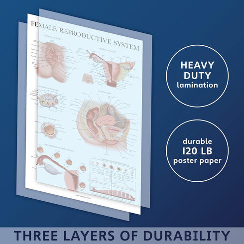 2 Pack Set 18" 24" Palace Learning Male & Female Reproductive System Anatomical Charts - Male & Female Anatomy Poster