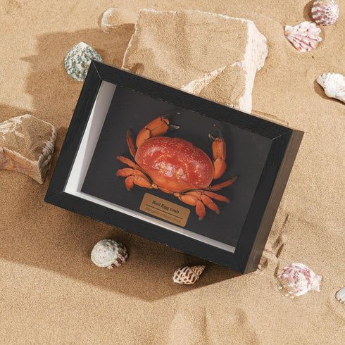 Liyoakyo 6.6 4.6 2.6 Real Crab Taxidermy Framed Preserved Specimen for Coastal Wall Decor, Beach Home Art