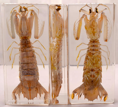 5.5" Real Mantis Shrimp in Crystal Clear Lucite Resin Specimen Preserved Oratosquilla Oratoria Sea Marine Animal