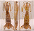 5.5" Real Mantis Shrimp in Crystal Clear Lucite Resin Specimen Preserved Oratosquilla Oratoria Sea Marine Animal