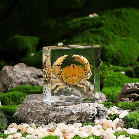 (3 3 1 inch) Taxidermy Crab, Real Crab Specimens Animal Specimen in Resin for Science Classroom Science Education