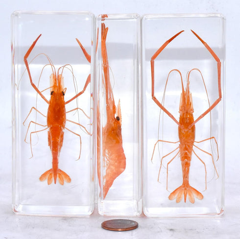 4.3" Large Real Shrimp Oriental Freshwater River Prawn in Crystal Clear Lucite Resin Specimen Preserved Macrobrachium