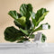 Yzpallescene Custom Size Wall Mural Green Fiddle Leaf Fig Botanical Tropical Plant Minimalist