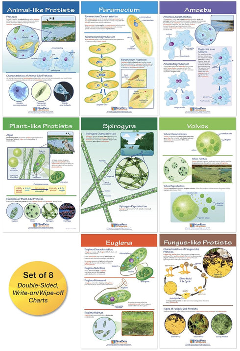 NewPath Learning Protists Bulletin Board Charts, Set of 8, Laminated, Double-Sided, Full-Color, 12" x 18" (94-7017)
