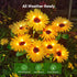 4 Pack 16 WdtPro Solar Lights Outdoor Garden Decor, Garden Lights with Glowing Daisy Flowers, Solar Flowers Outdoor