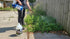 50% 12.5x (1 Belle Chemical Pure Concentrated Vinegar Stronger Indoor and Outdoor Cleaner Gallon)